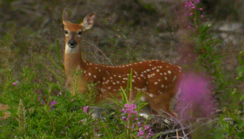 Bambi-9057.jpg