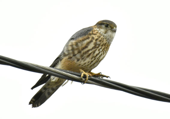 0203-Amppari-8648.jpg