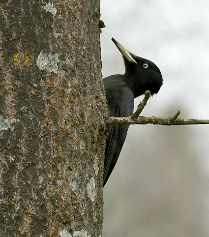 1803-palok-C9341.jpg