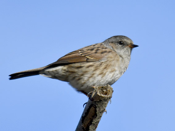2608-rautiai-4753.jpg
