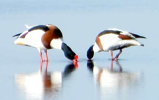 1804-ristisorsa-0587.jpg