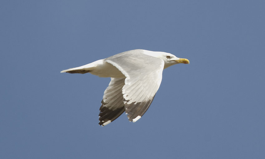 Hlokki-3607.jpg