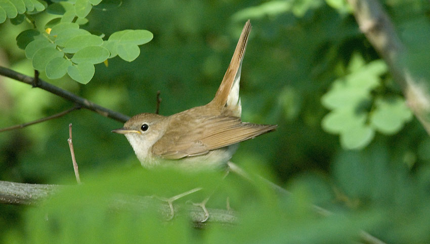 Satakieli-3855.jpg