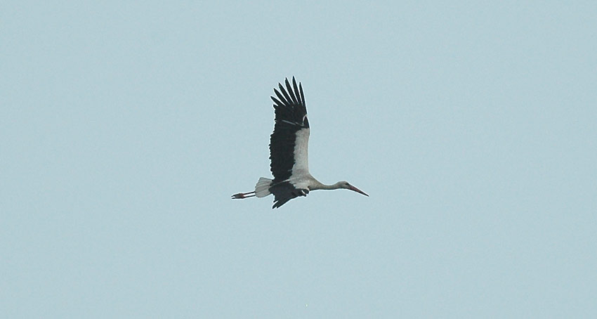Kattohaikara-_6461.jpg