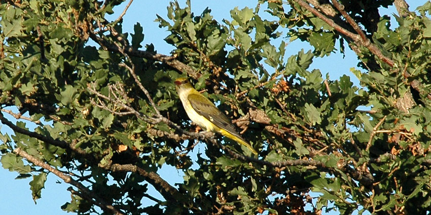 Kuhis-_6776.jpg
