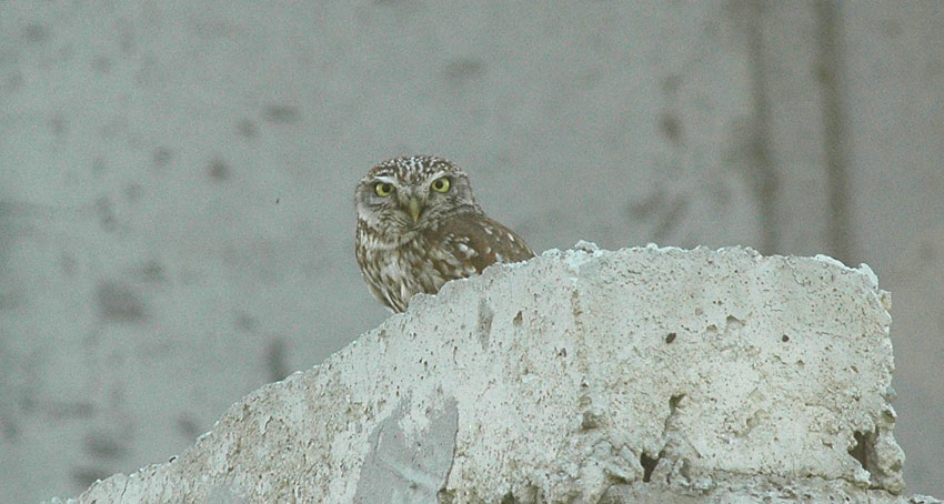 Minerva_6547.jpg