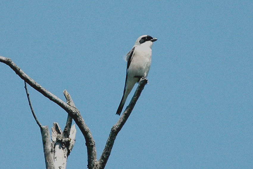 Mustaotsa-_6586.jpg