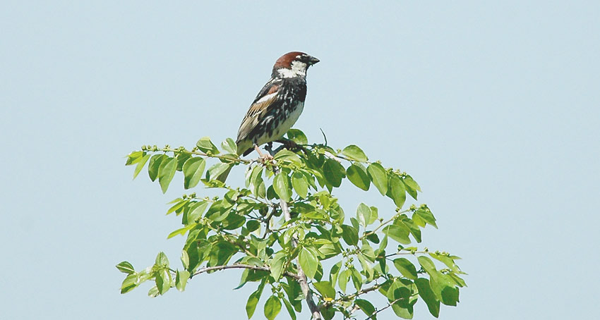 Pajuvarpu-_6640.jpg