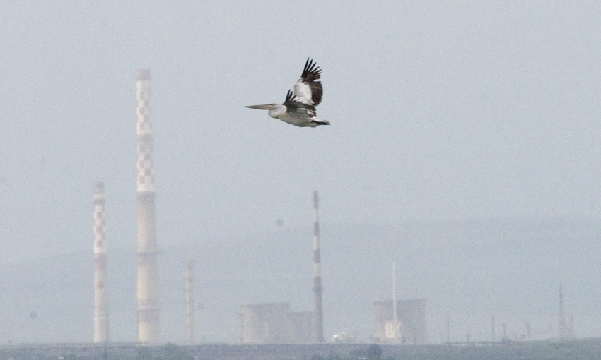 Pelican2461.jpg