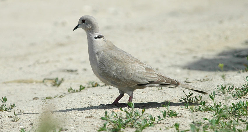 Turkki-6904.jpg