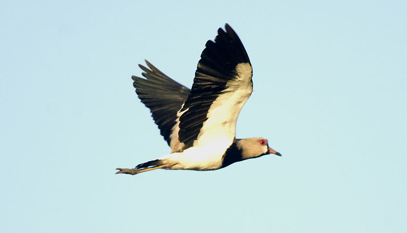 Hyyppa-0510.jpg