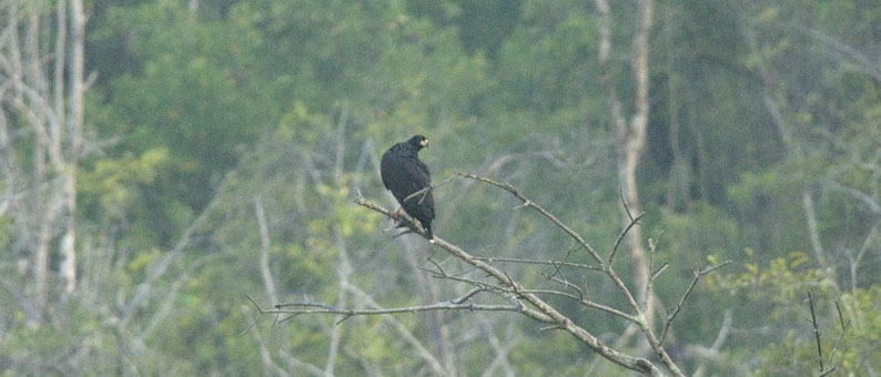 Isomusta-0552.jpg