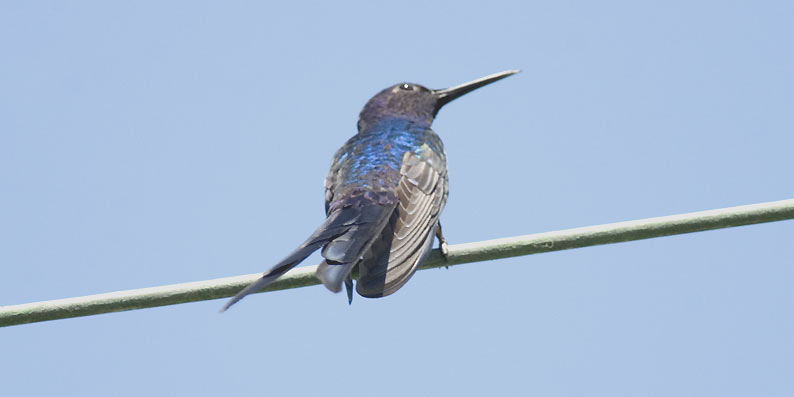 Swallowtailed-0143.jpg