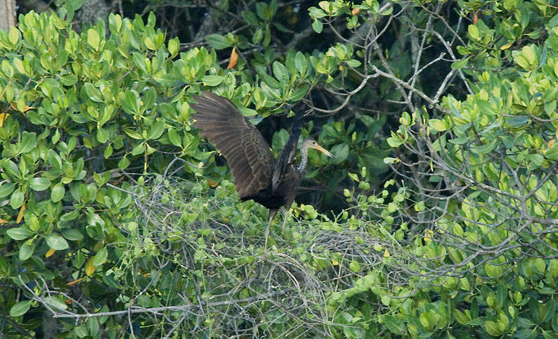 Limpkin-0023.jpg