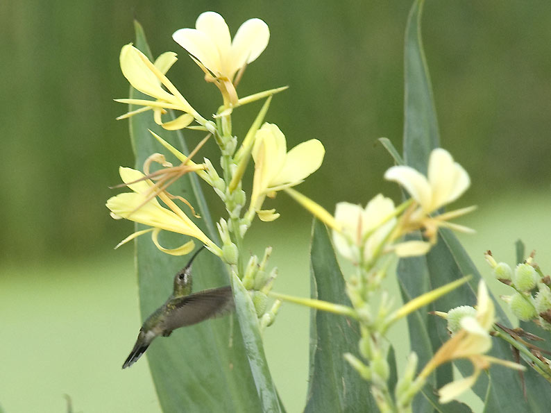 Kolibri-0015.jpg