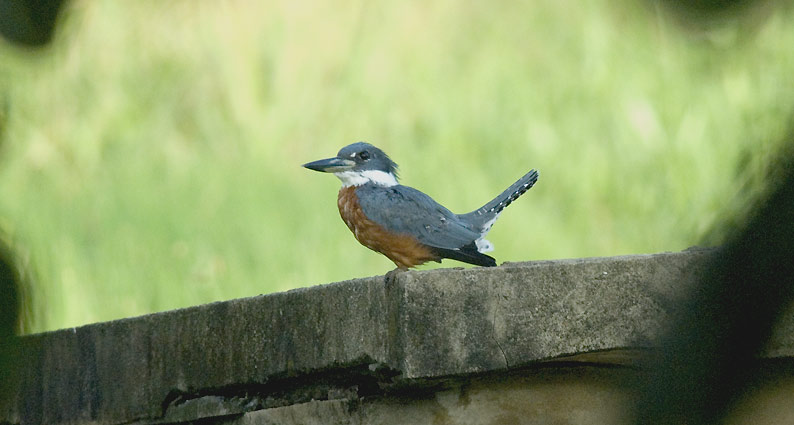 Kunkku-0303.jpg
