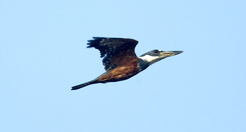 Kunkku-0656.jpg