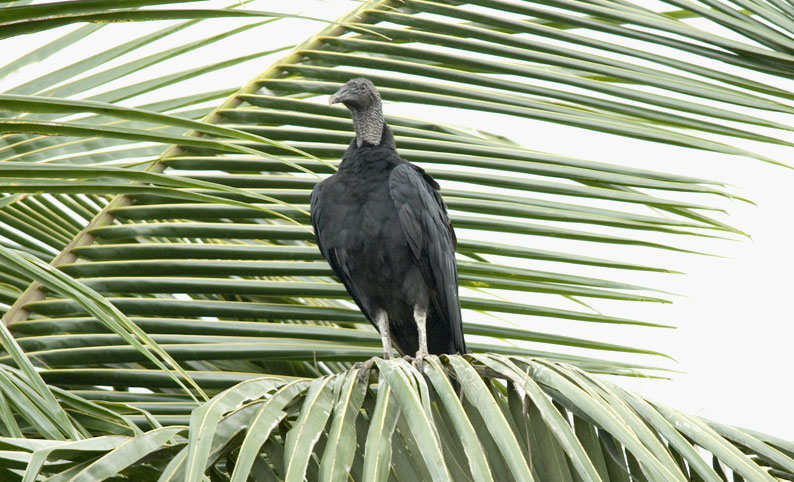 Mustak-0007.jpg