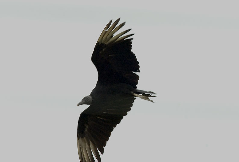Mustak-0034.jpg