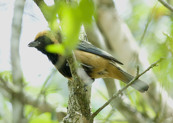 Sirkku-0093.jpg