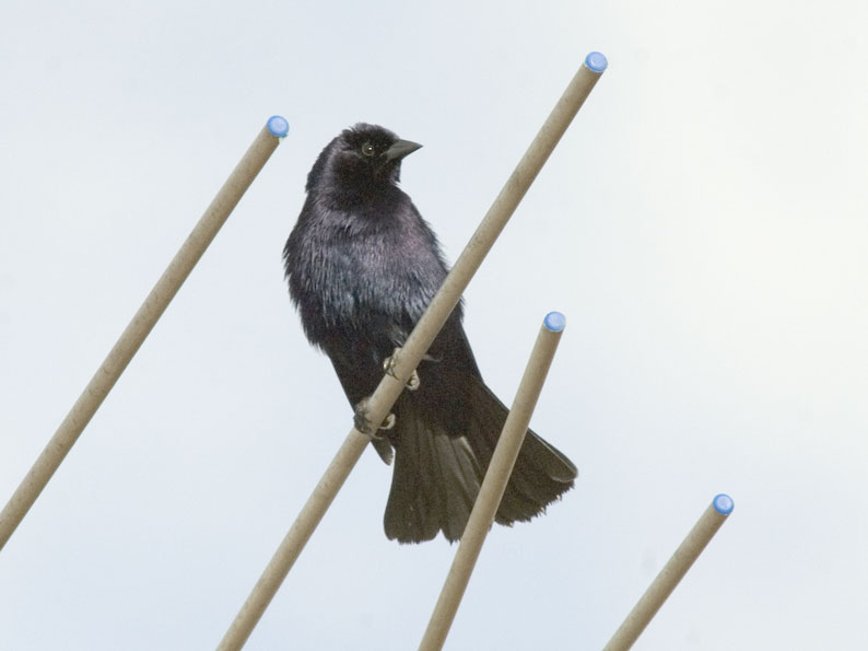 Cowbird-0184.jpg
