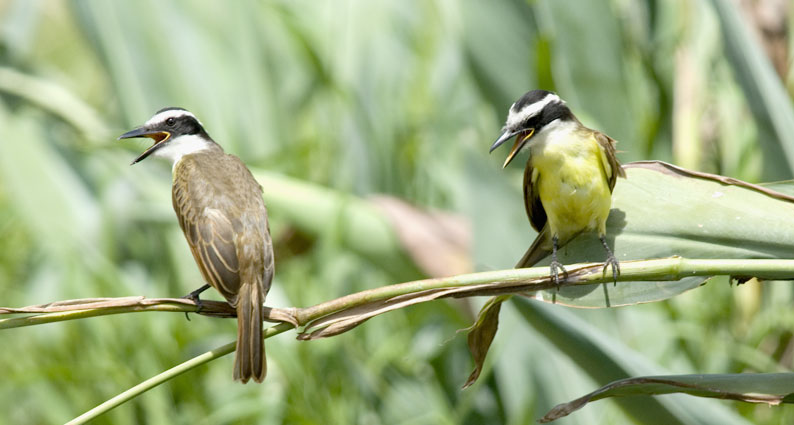 Kiskadee-0160.jpg