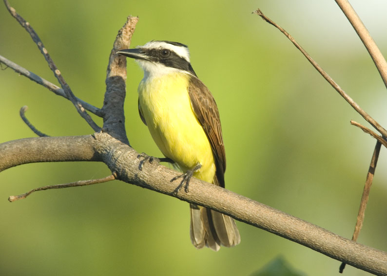 Kiskadee-0297.jpg