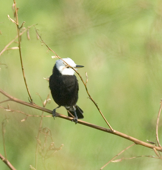 Valkohuppunapsu-C0319.jpg