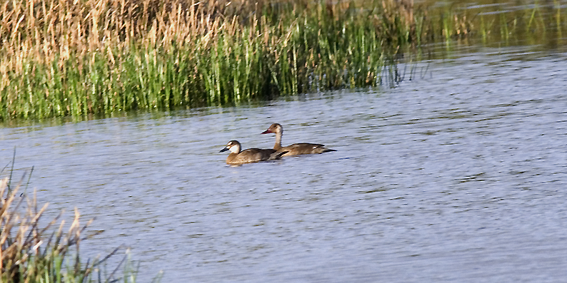 Valkoposki-0054.jpg
