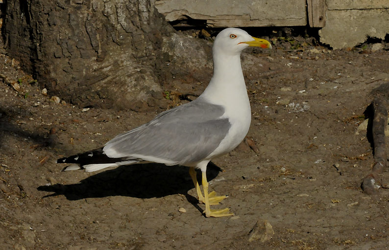 Hlokki-0040.jpg
