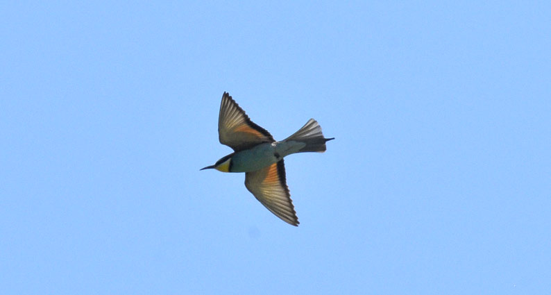 Mehis-0337.jpg