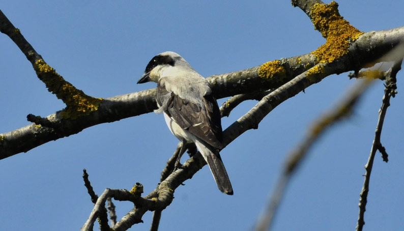 Mustaotsa-0075.jpg