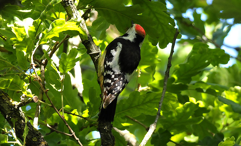 Tammi-9548.jpg