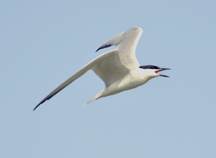 Riuttatiira-3712.jpg