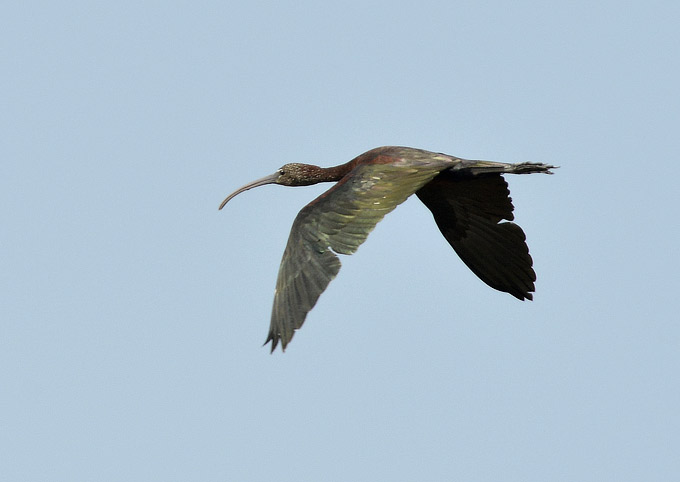 Pronssiiibis-3870.jpg