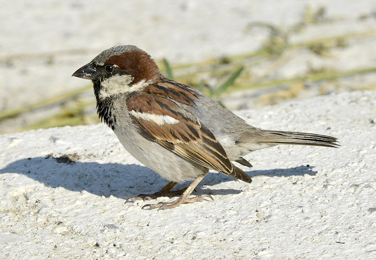 Varpunen-4214.jpg