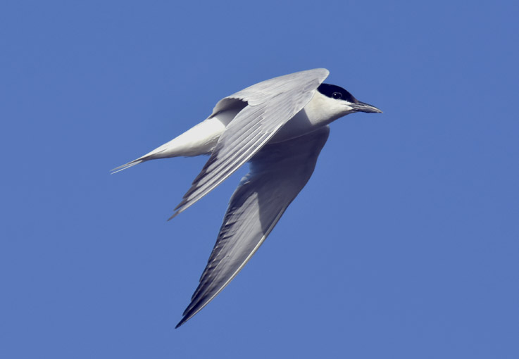 1207-Hietatiira-7529.jpg