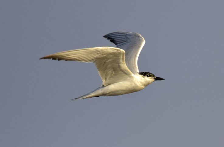 1407-Hietatiira-7731.jpg