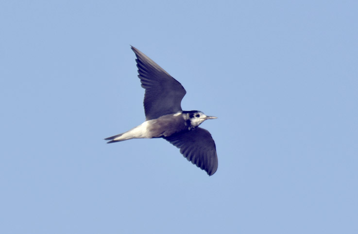 1407-Mustatiira-7904.jpg