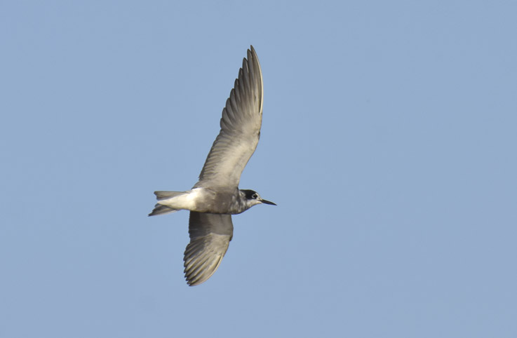 1407-Mustatiira-7907.jpg