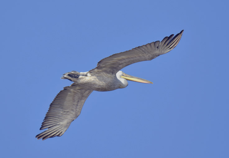 1407-Pelikaani-8031.jpg