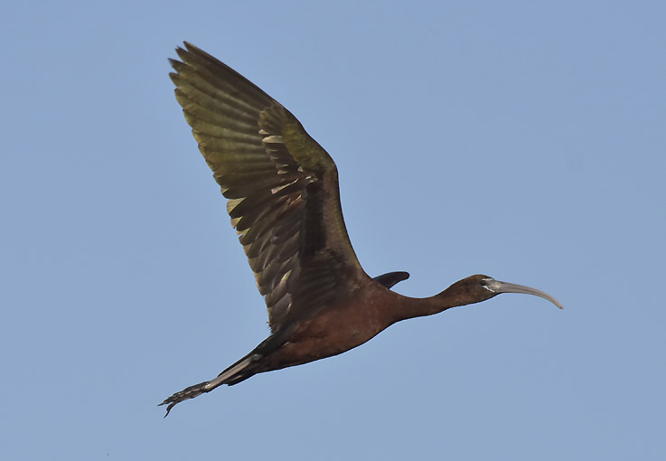 1407-Pronssi-iibis-7891.jpg