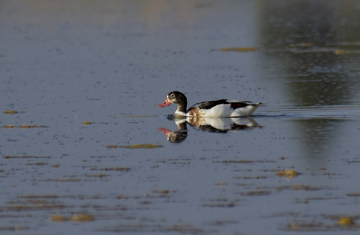 1407-Ristisorsa-7842.jpg