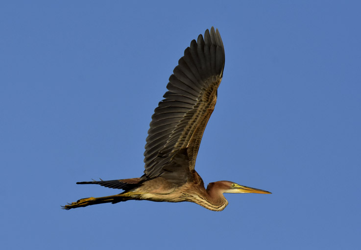 1107-Rhaikara7287.jpg