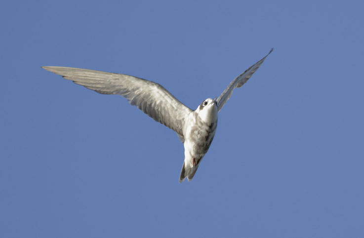 1407-Valkoposkitiira-8010.jpg