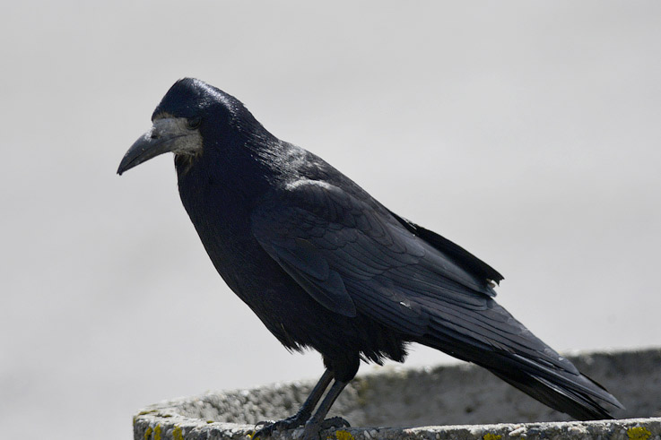 Mustavaris-3692.jpg