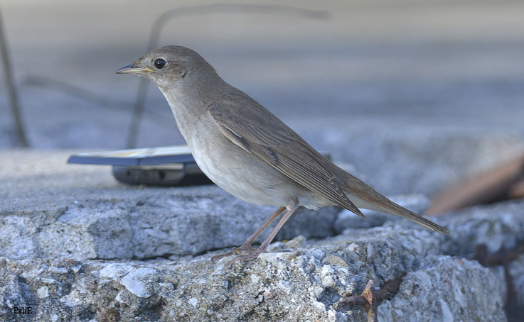 Satku-S3830.jpg