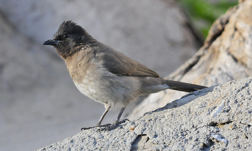 Bulbul-3684.jpg