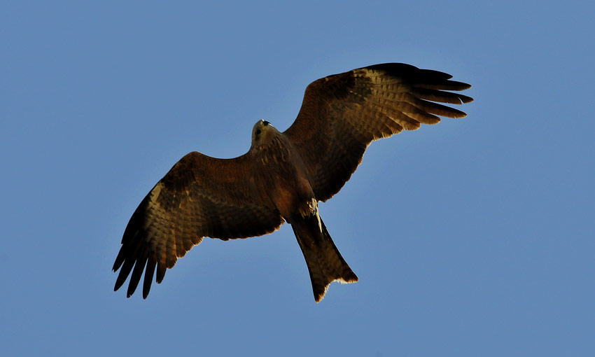 Haara-3873.jpg