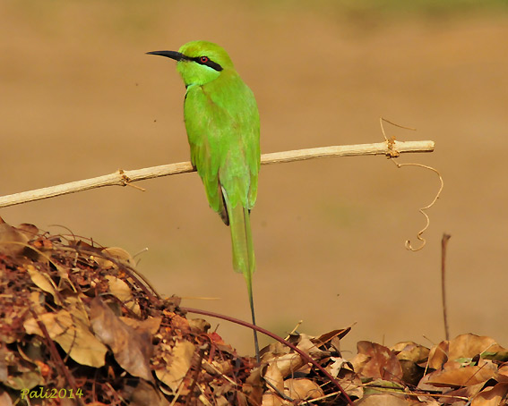 Pikkumehis-4656.jpg
